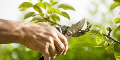Ořezávání ovocných stromů - přehled nejlepších způsobů a technik ořezávání s vlastními rukama. Příprava stromů, načasování a nástroje
